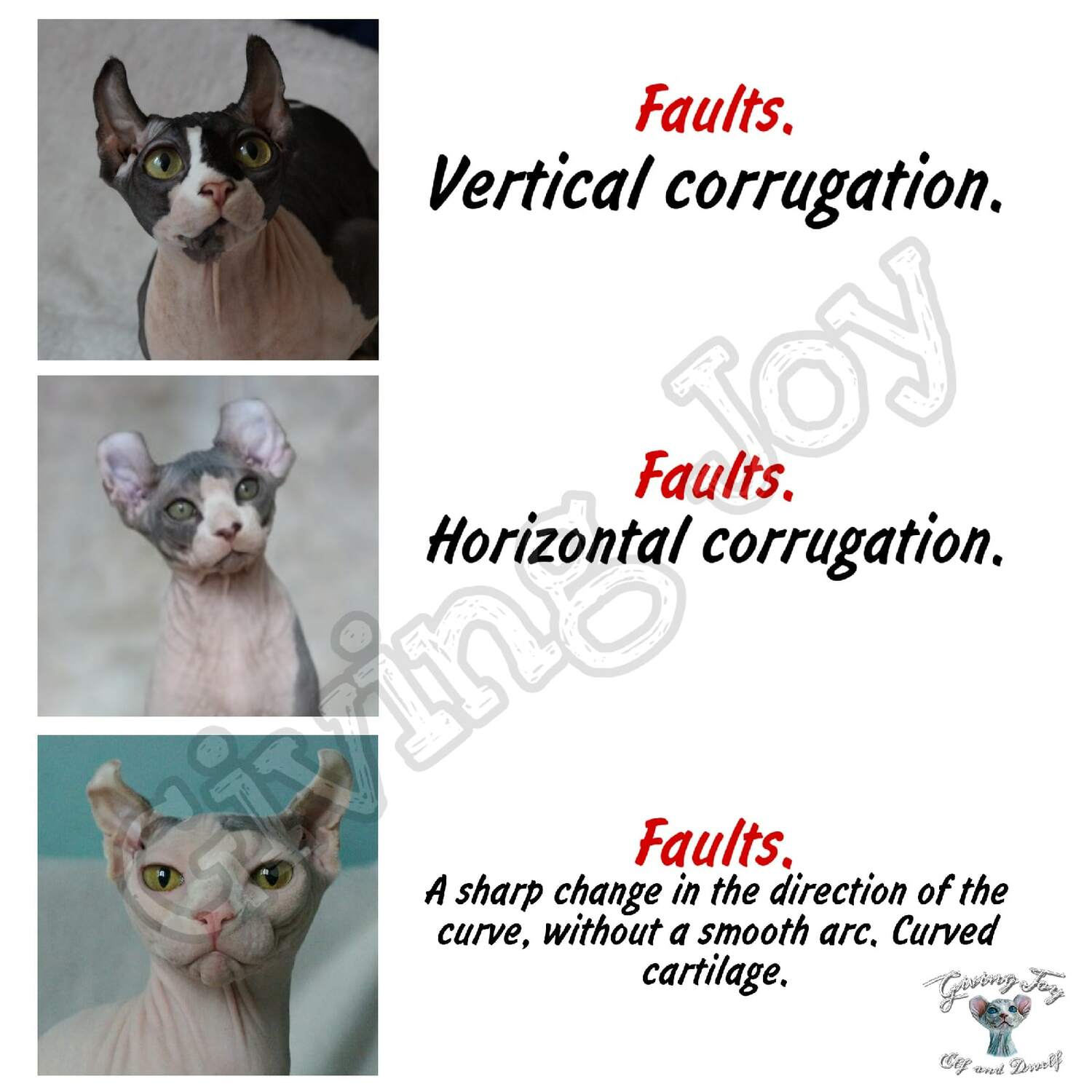 elven dream sphynx care, sphynx colors, kitten castration, elf genetics, sphynx nutrition, sphynx feeding, cat color genetics, kittens elf, elf, sphynx, dwelf, kittens, elf cattery, sphynx cattery, elf breeder, black elf, tortie elf, blue elf, buy elf kitten, buy sphynx, buy kitten, buy elf, elf cat, sphynx cat, available elf, available sphynx