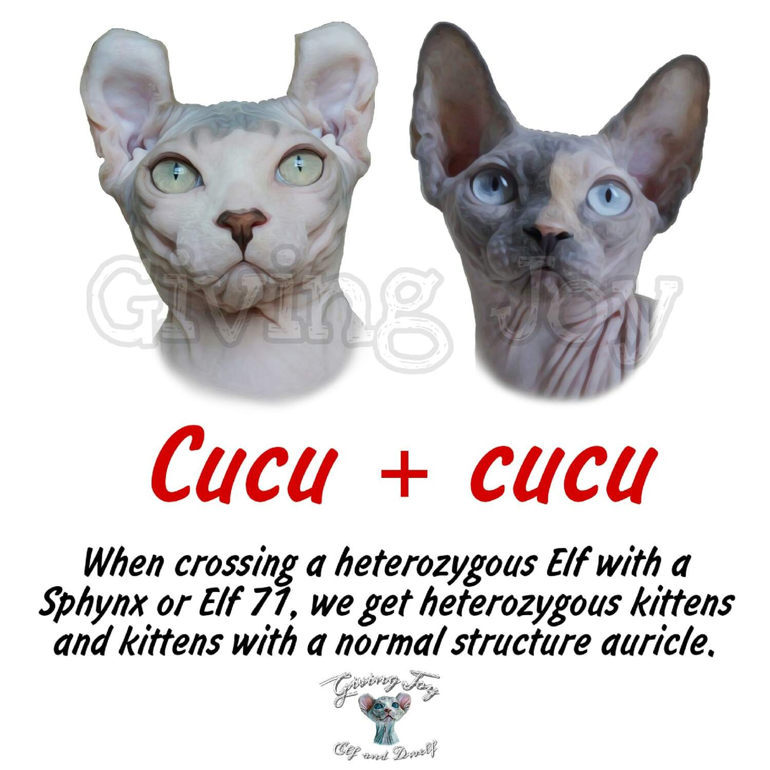 elven drea sphynx care, sphynx colors, kitten castration, elf genetics, sphynx nutrition, sphynx feeding, cat color genetics, kittens elf, elf, sphynx, dwelf, kittens, elf cattery, sphynx cattery, elf breeder, black elf, tortie elf, blue elf, buy elf kitten, buy sphynx, buy kitten, buy elf, elf cat, sphynx cat, available elf, available sphynx