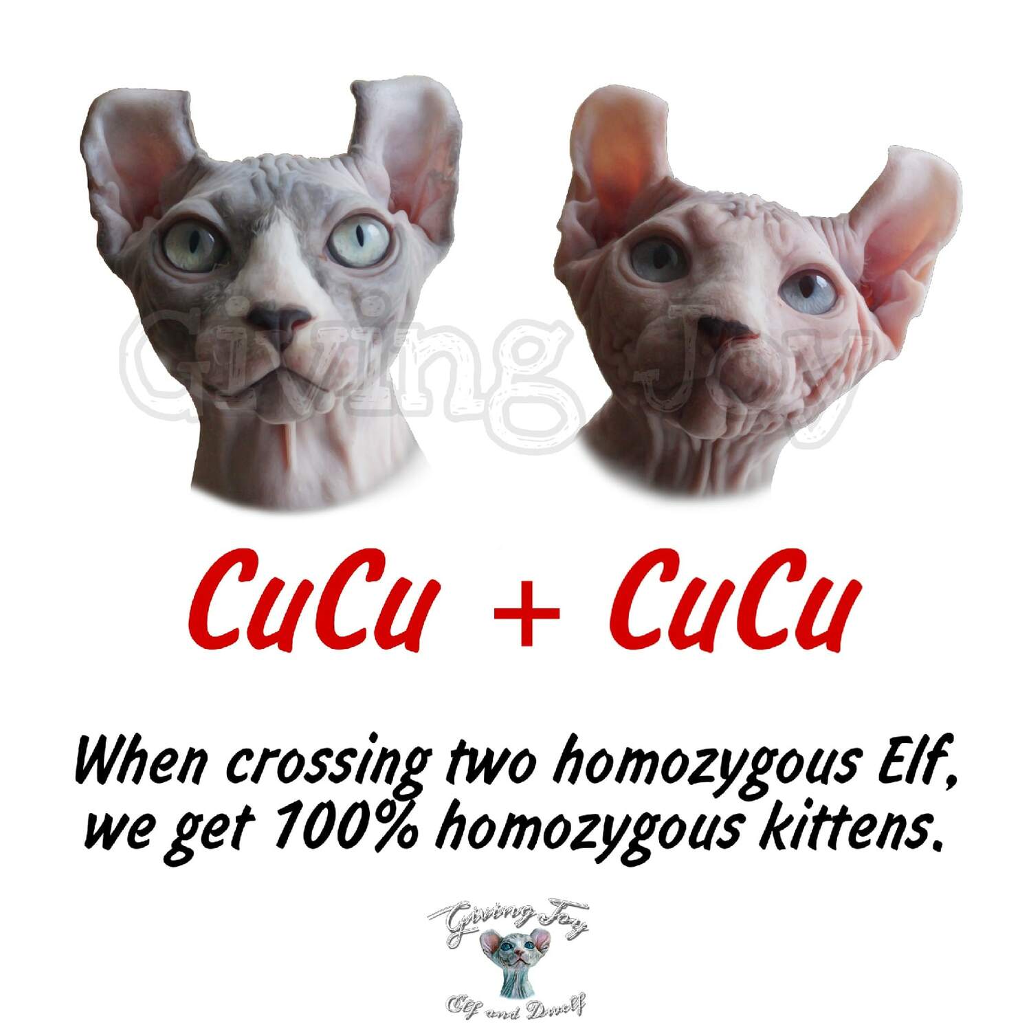 elven dream sphynx care, sphynx colors, kitten castration, elf genetics, sphynx nutrition, sphynx feeding, cat color genetics, kittens elf, elf, sphynx, dwelf, kittens, elf cattery, sphynx cattery, elf breeder, black elf, tortie elf, blue elf, buy elf kitten, buy sphynx, buy kitten, buy elf, elf cat, sphynx cat, available elf, available sphynx