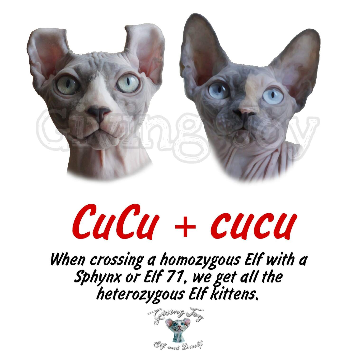 elven dream sphynx care, sphynx colors, kitten castration, elf genetics, sphynx nutrition, sphynx feeding, cat color genetics, kittens elf, elf, sphynx, dwelf, kittens, elf cattery, sphynx cattery, elf breeder, black elf, tortie elf, blue elf, buy elf kitten, buy sphynx, buy kitten, buy elf, elf cat, sphynx cat, available elf, available sphynx