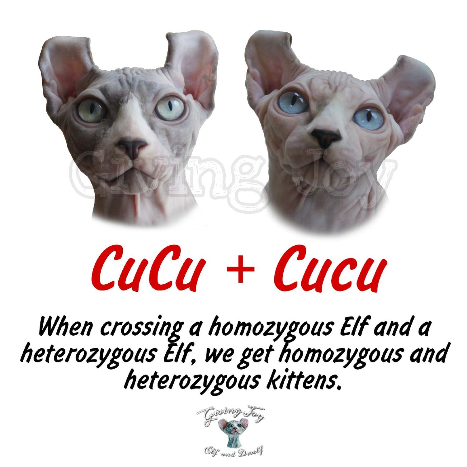 elven dream sphynx care, sphynx colors, kitten castration, elf genetics, sphynx nutrition, sphynx feeding, cat color genetics, kittens elf, elf, sphynx, dwelf, kittens, elf cattery, sphynx cattery, elf breeder, black elf, tortie elf, blue elf, buy elf kitten, buy sphynx, buy kitten, buy elf, elf cat, sphynx cat, available elf, available sphynx