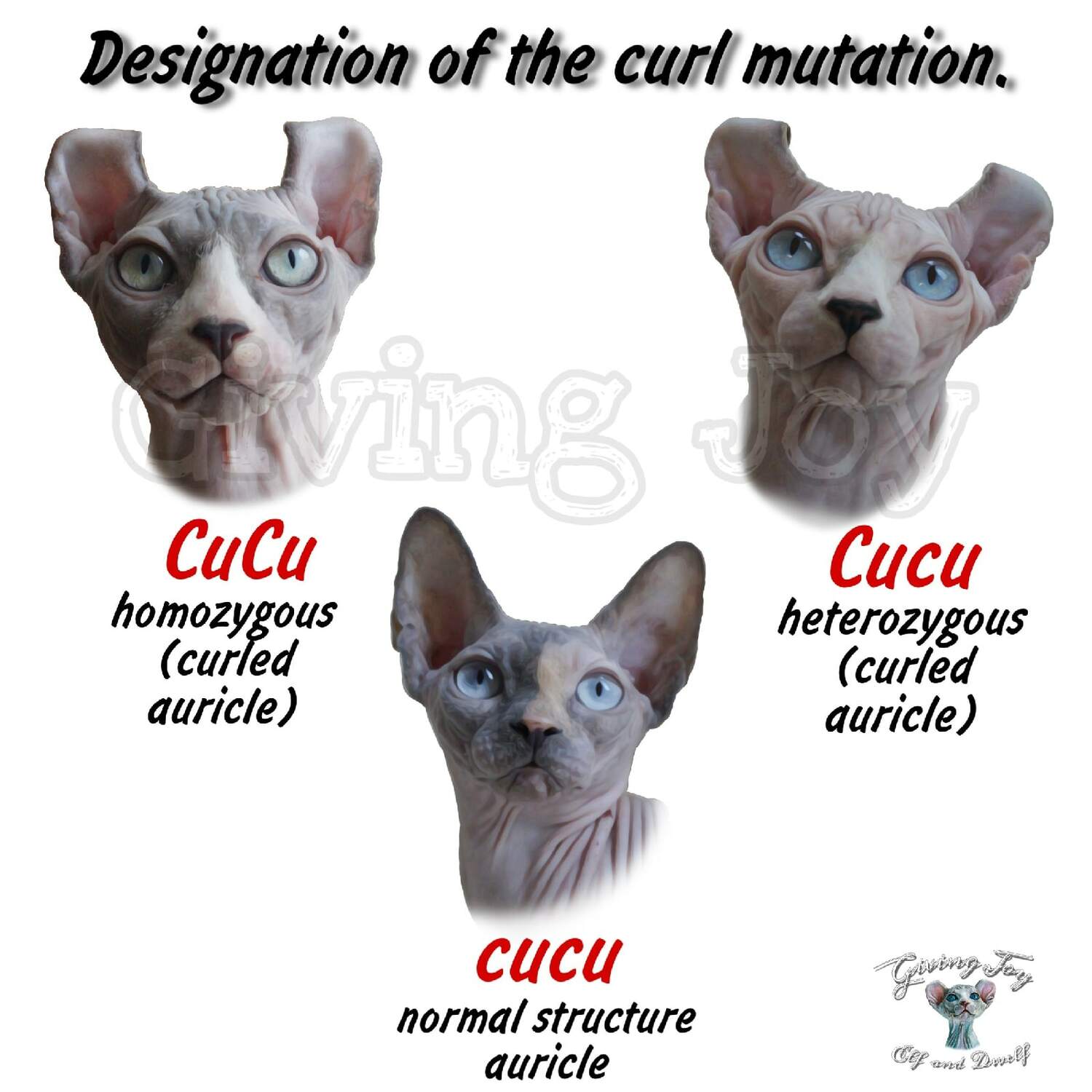 elven dream sphynx care, sphynx colors, kitten castration, elf genetics, sphynx nutrition, sphynx feeding, cat color genetics, kittens elf, elf, sphynx, dwelf, kittens, elf cattery, sphynx cattery, elf breeder, black elf, tortie elf, blue elf, buy elf kitten, buy sphynx, buy kitten, buy elf, elf cat, sphynx cat, available elf, available sphynx