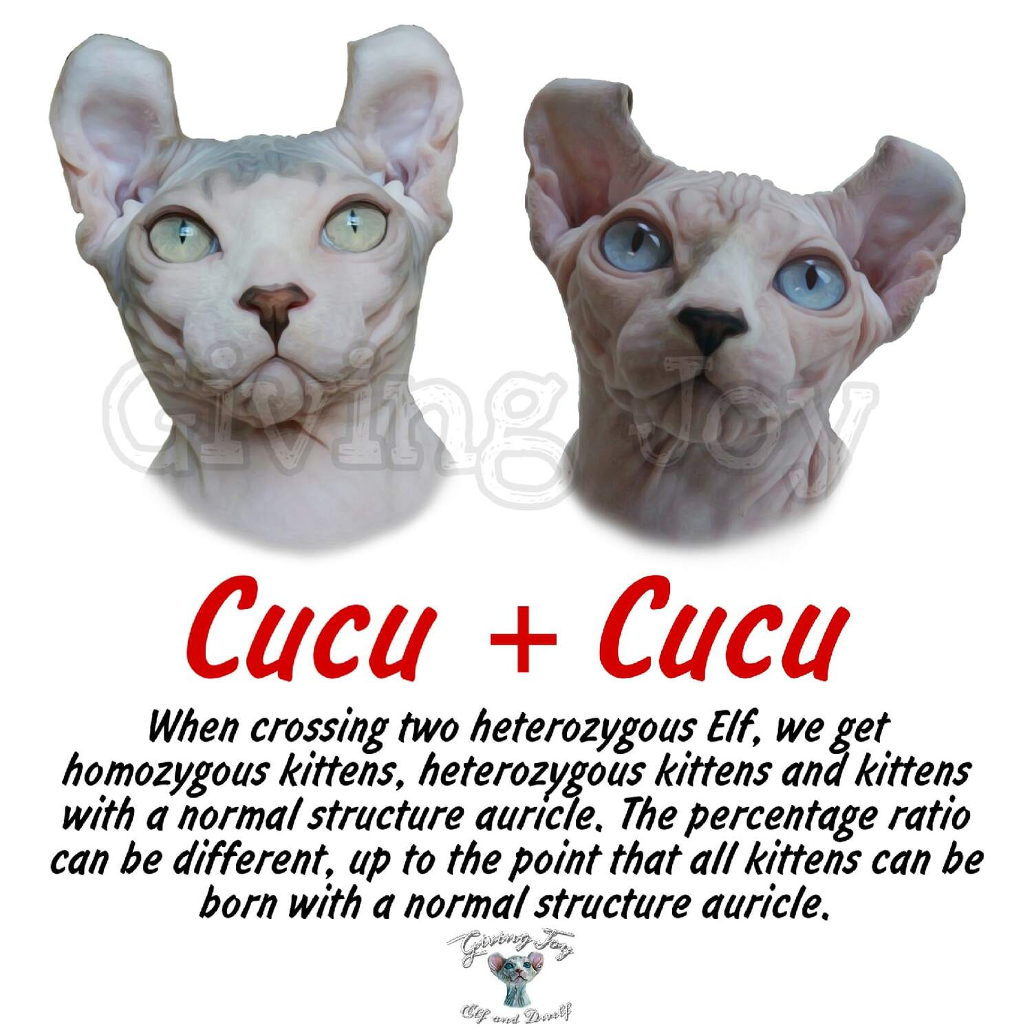 elven dream sphynx care, sphynx colors, kitten castration, elf genetics, sphynx nutrition, sphynx feeding, cat color genetics, kittens elf, elf, sphynx, dwelf, kittens, elf cattery, sphynx cattery, elf breeder, black elf, tortie elf, blue elf, buy elf kitten, buy sphynx, buy kitten, buy elf, elf cat, sphynx cat, available elf, available sphynx