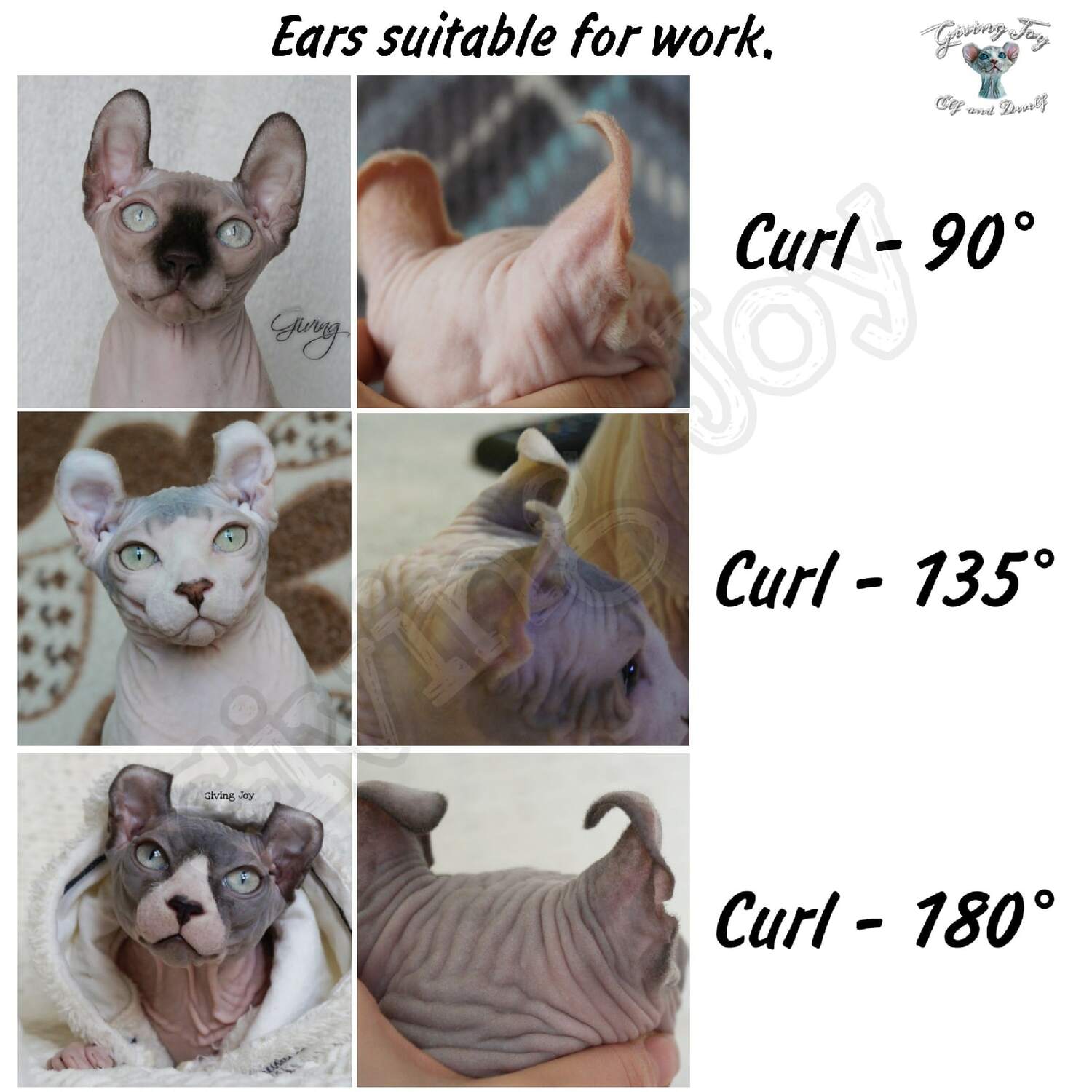 elven dream sphynx care, sphynx colors, kitten castration, elf genetics, sphynx nutrition, sphynx feeding, cat color genetics, kittens elf, elf, sphynx, dwelf, kittens, elf cattery, sphynx cattery, elf breeder, black elf, tortie elf, blue elf, buy elf kitten, buy sphynx, buy kitten, buy elf, elf cat, sphynx cat, available elf, available sphynx